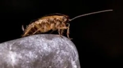 A hostelben a csótányok elleni küzdelem jellemzői